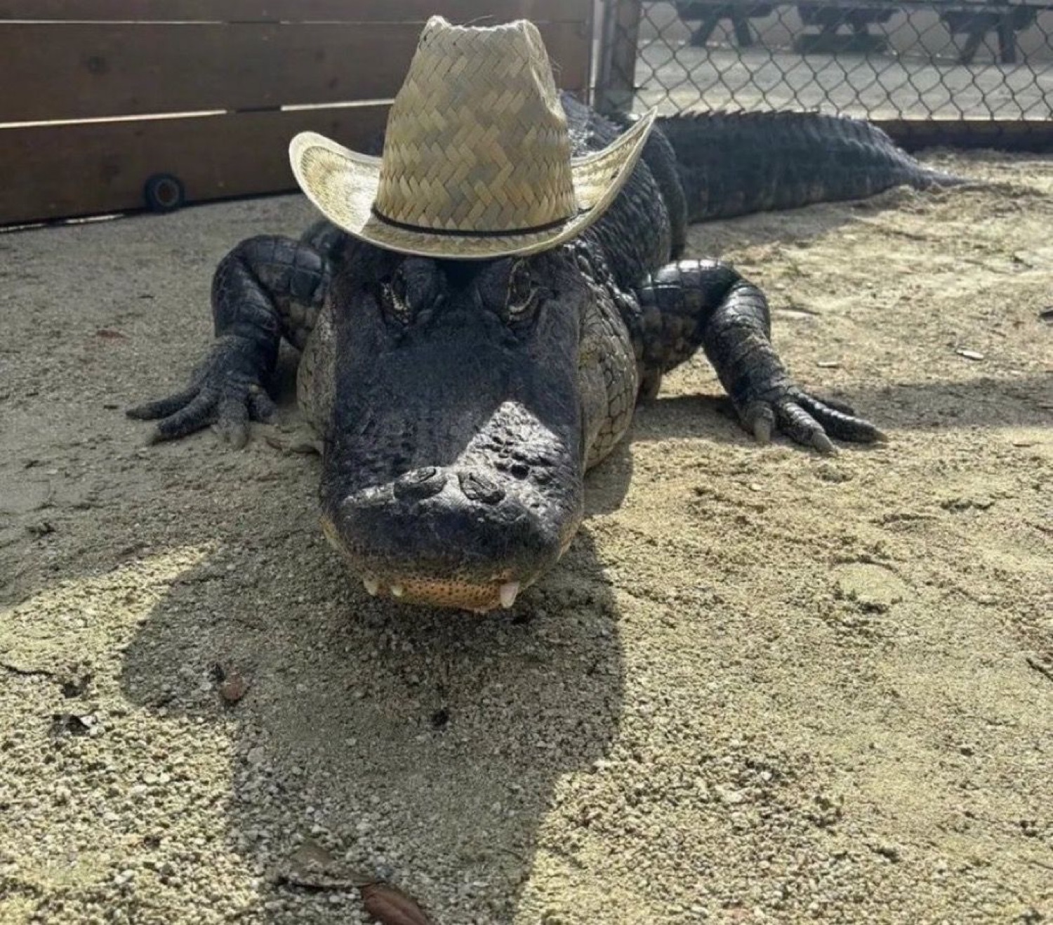 Alligator wearing a straw cowboy hat lying in the sand