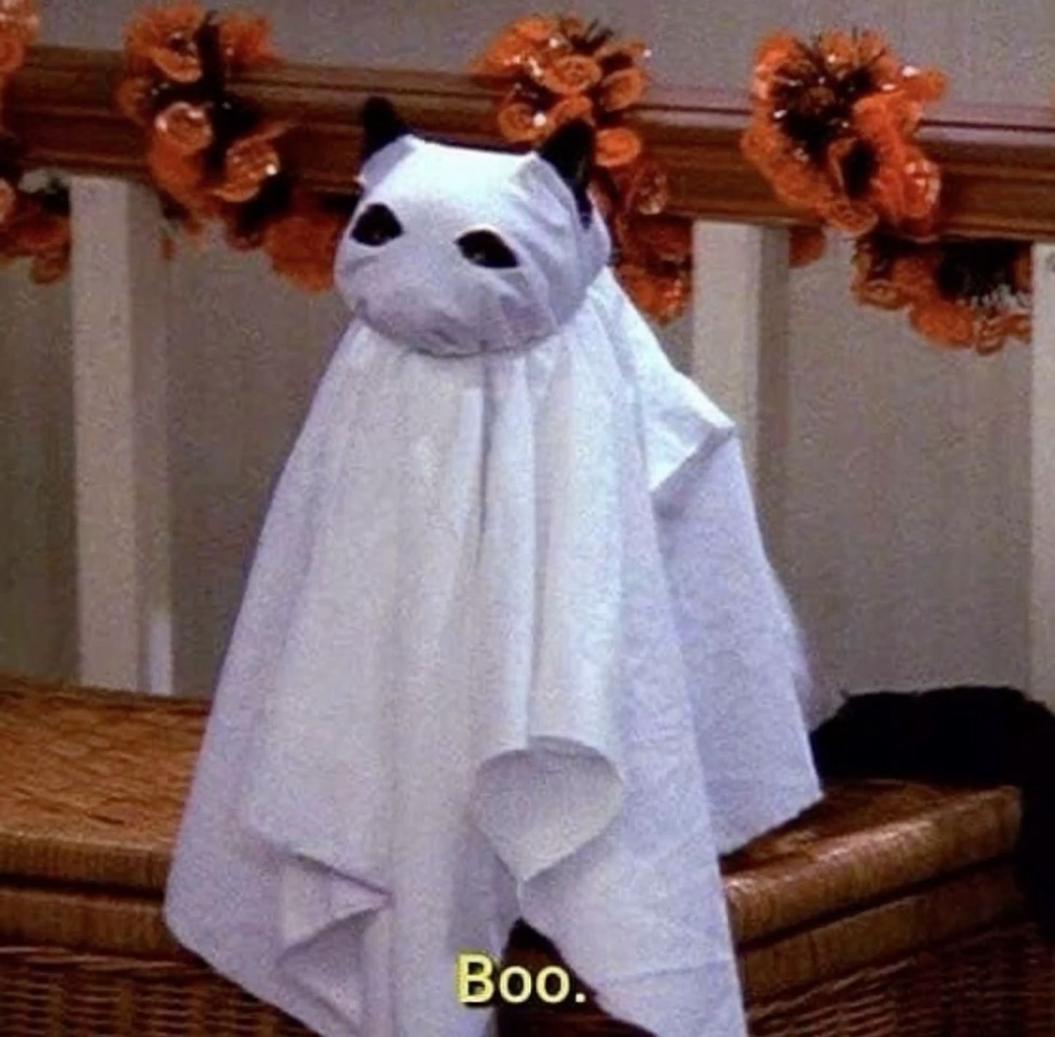 Cat wearing a ghost sheet with eye holes, captioned 'Boo.'
