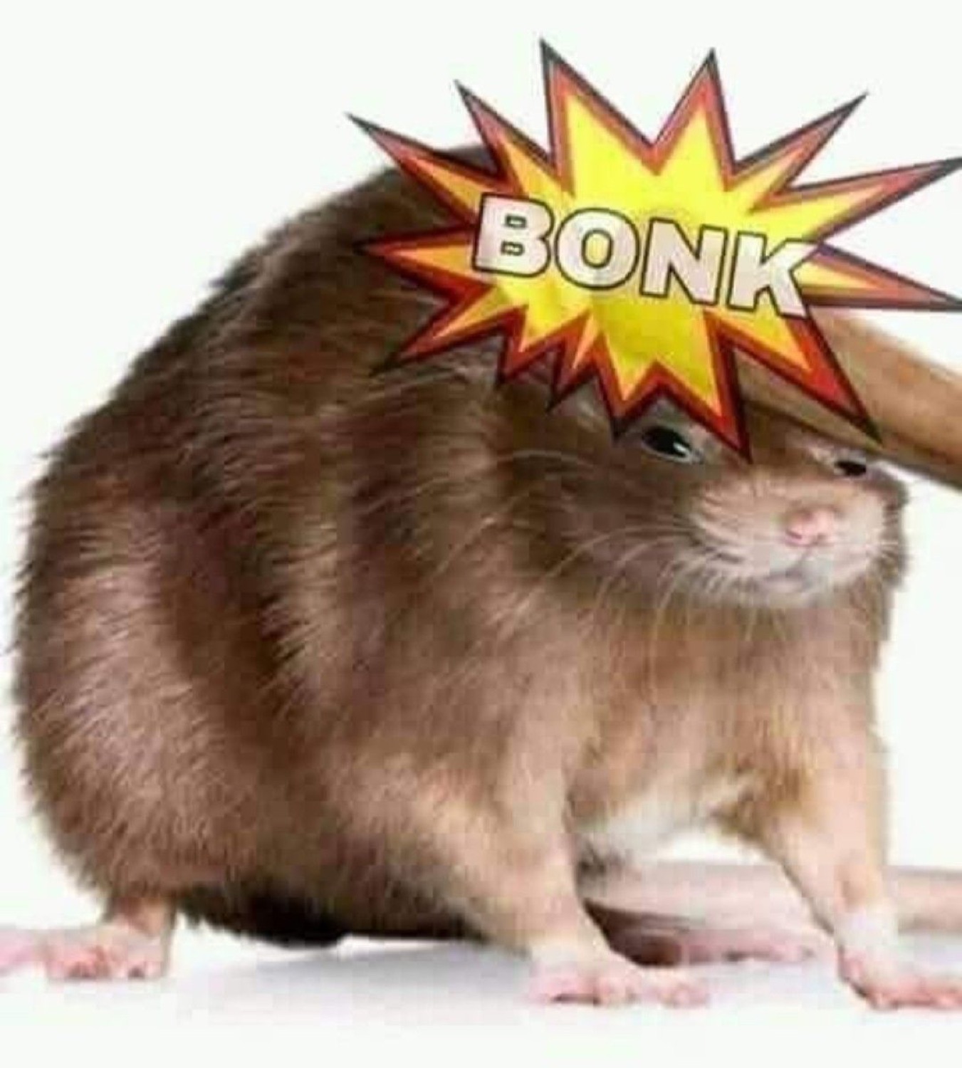 Fat rat getting hit with a hammer: 'BONK'