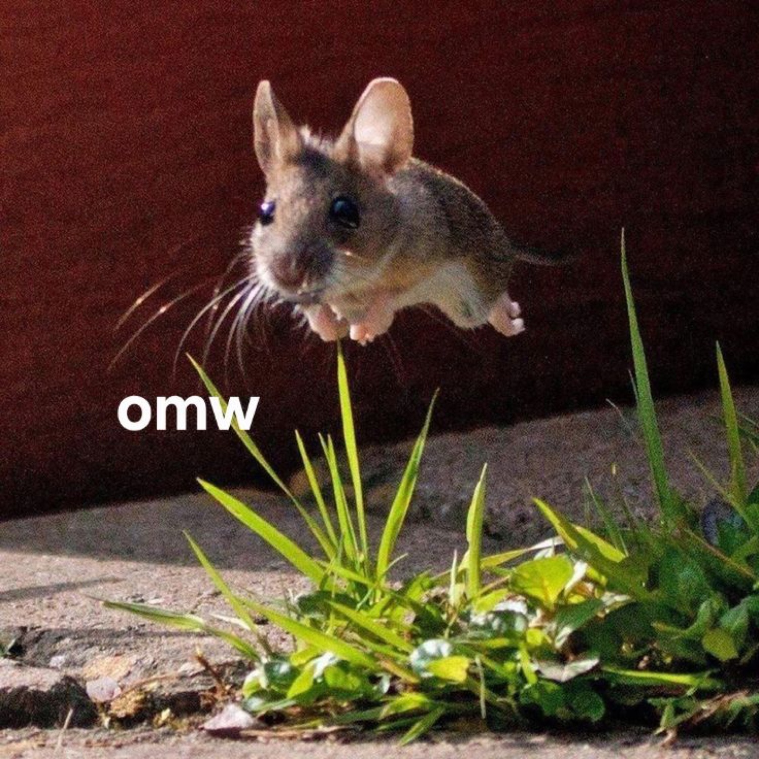 Mouse leaping through the air: 'omw'