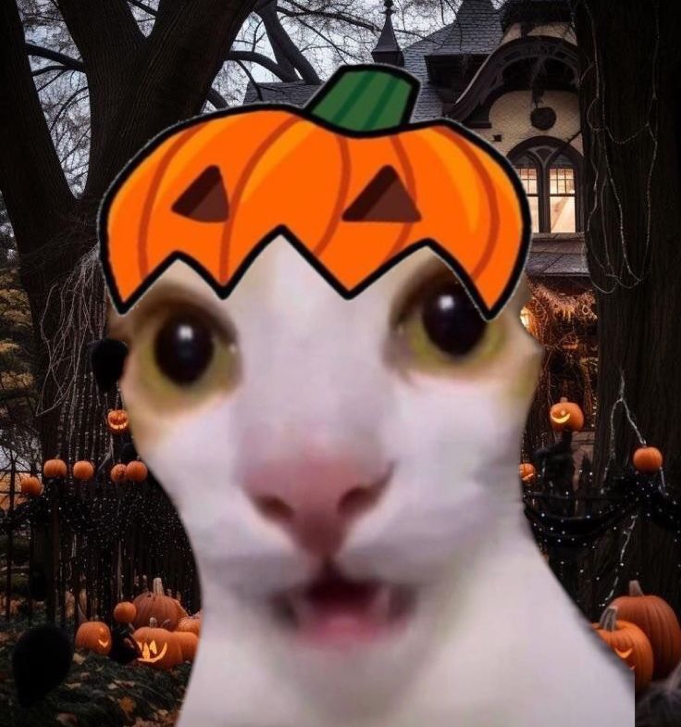 White cat with a pumpkin hat and a goofy wide-eyed face in front of a haunted house