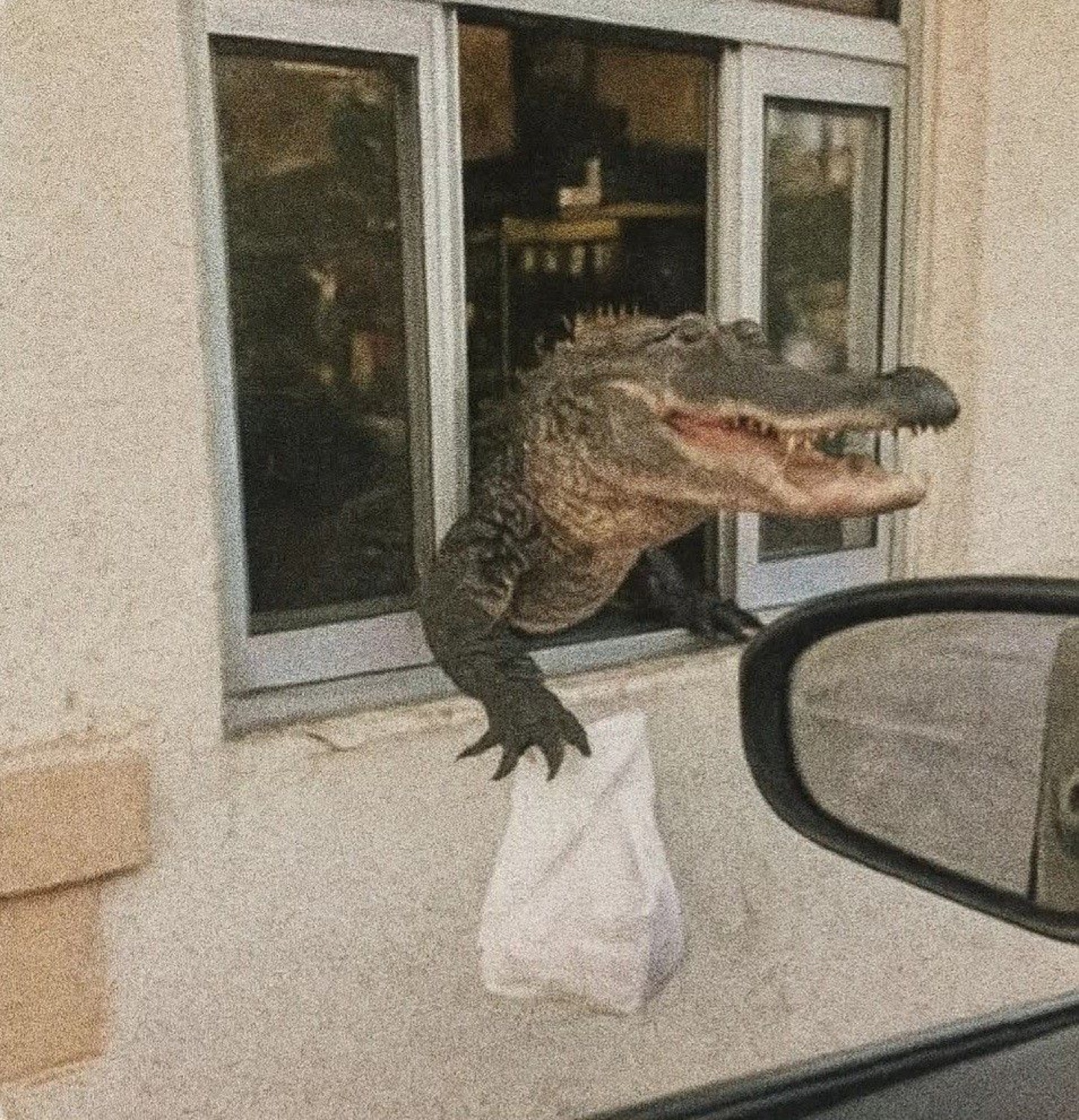 Alligator leaning out of a drive-thru window handing over a takeout bag