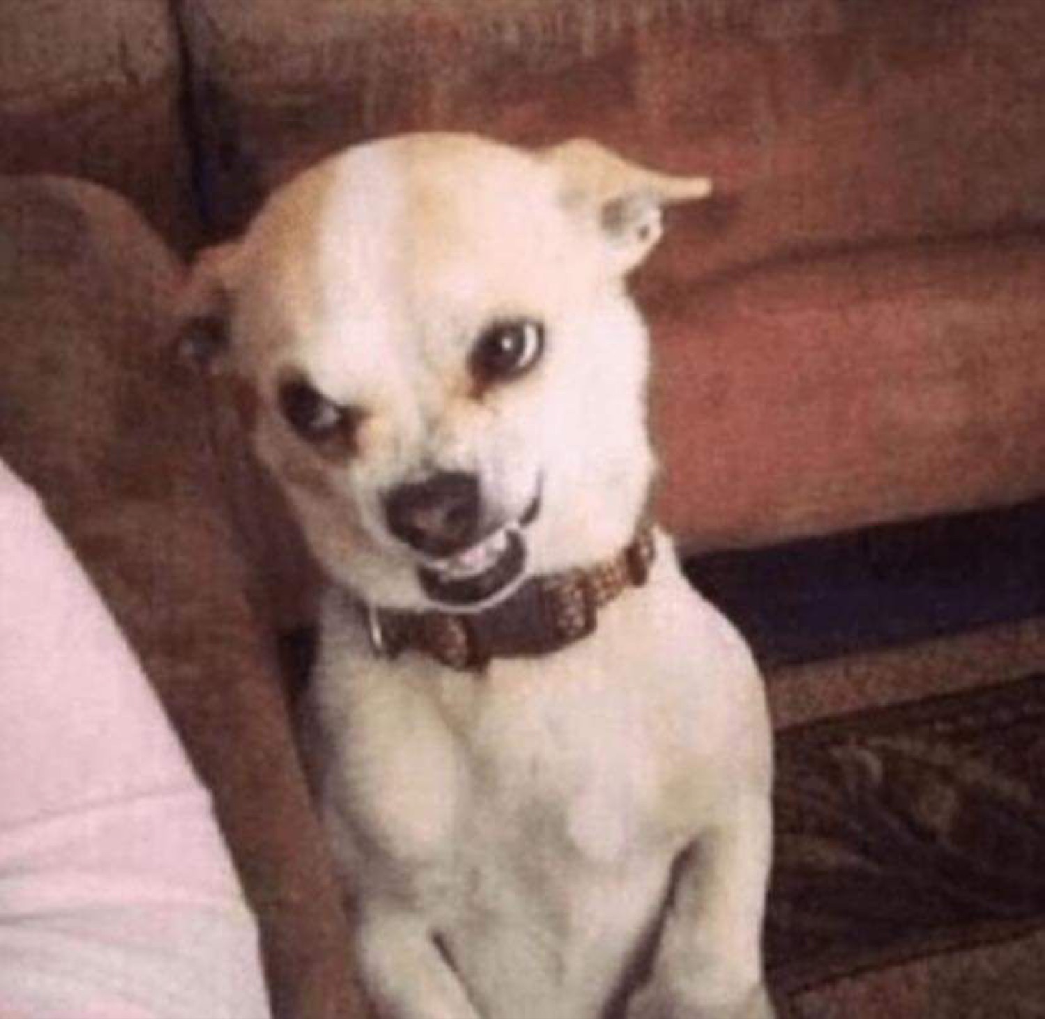 Small white chihuahua on a couch giving a sly side-eye and a toothy little grin