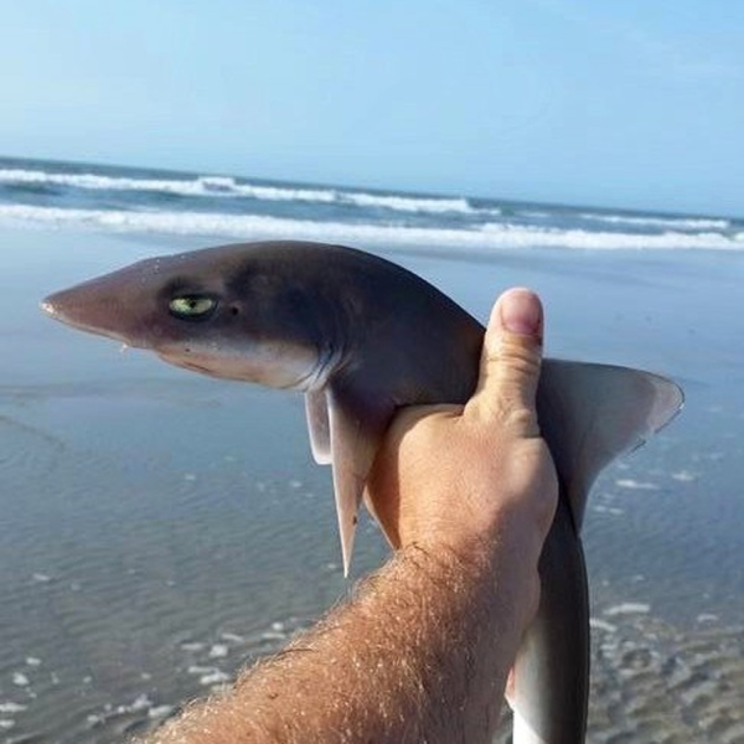 A small shark held up by the tail on the beach, staring with a flat deadpan glare