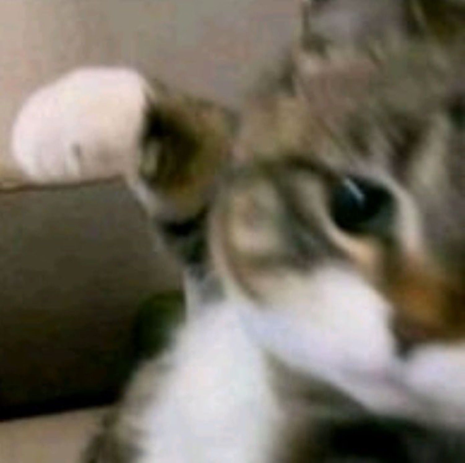 Grainy tabby cat leaning in close with one narrowed, suspicious eye