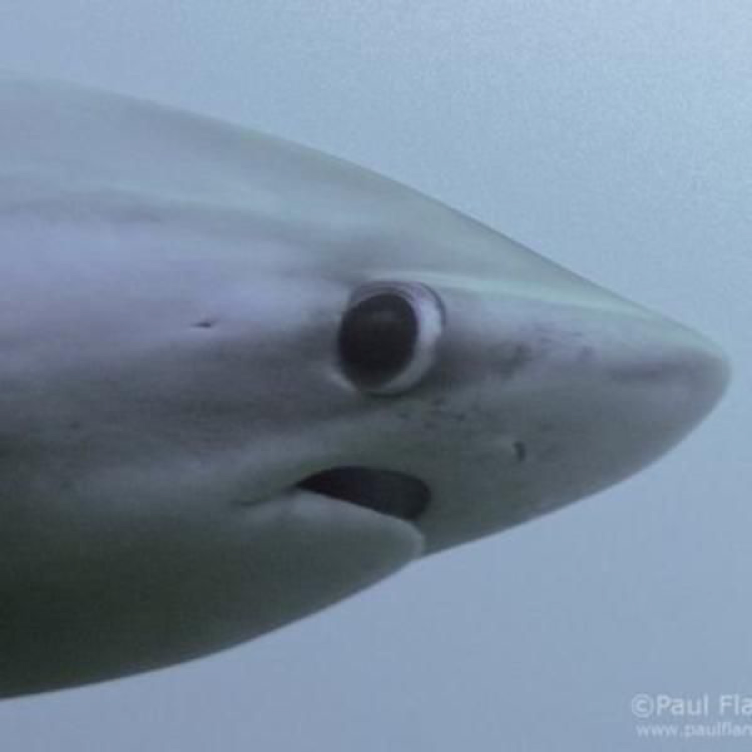 Underwater close-up of a shark's face wearing a flat, deadpan expression