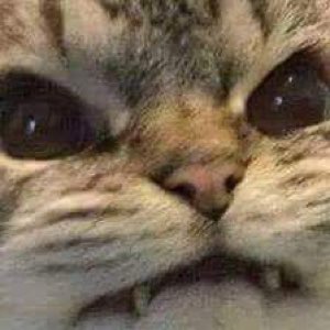 Extreme close-up of a kitten with big glossy watery eyes, on the verge of tears