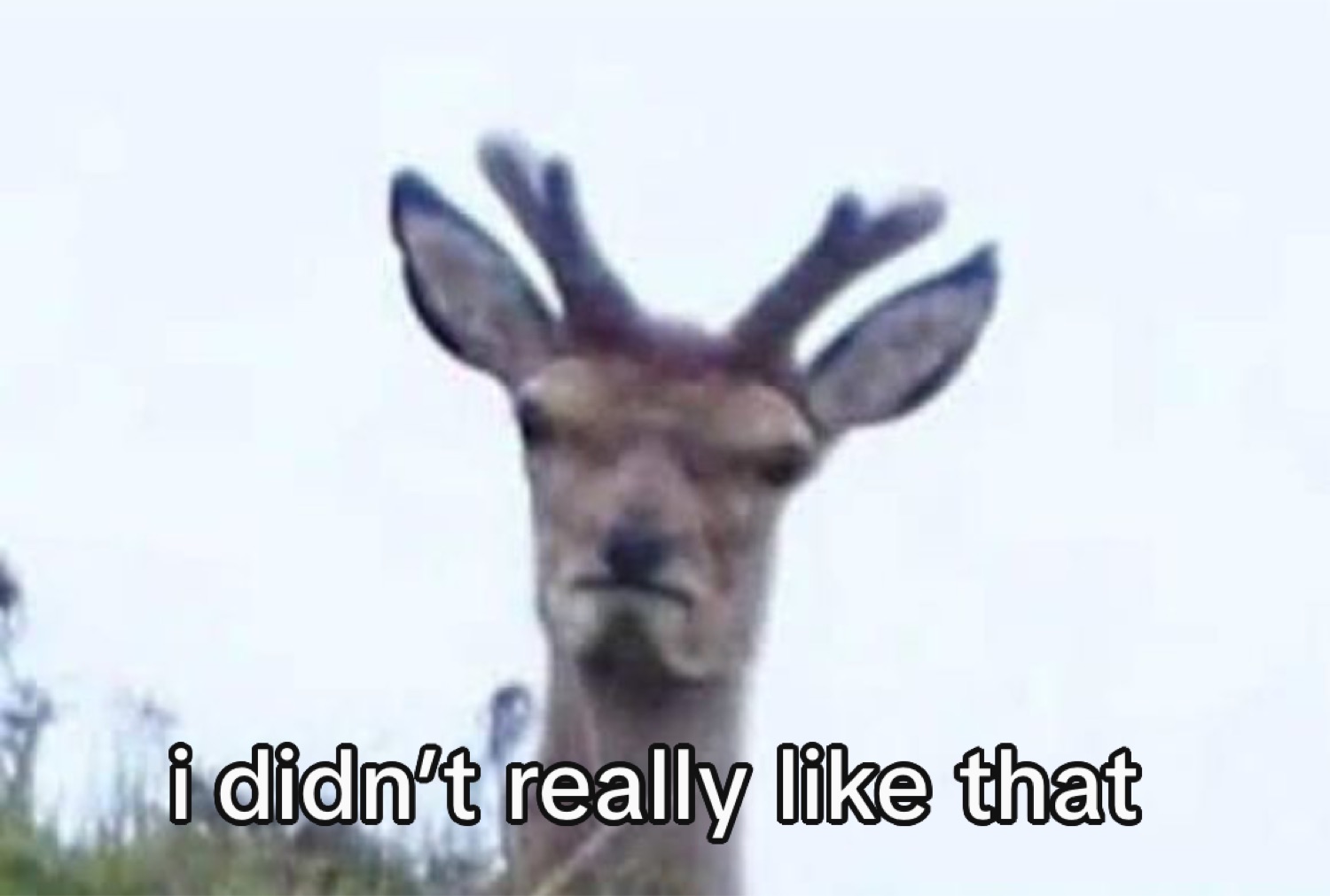 Deer staring flatly at the camera captioned 'i didn't really like that'