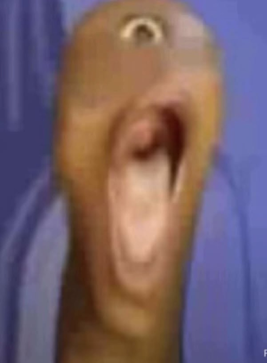 Eel or snake-like creature with mouth gaping open in an extreme close-up against a blue background
