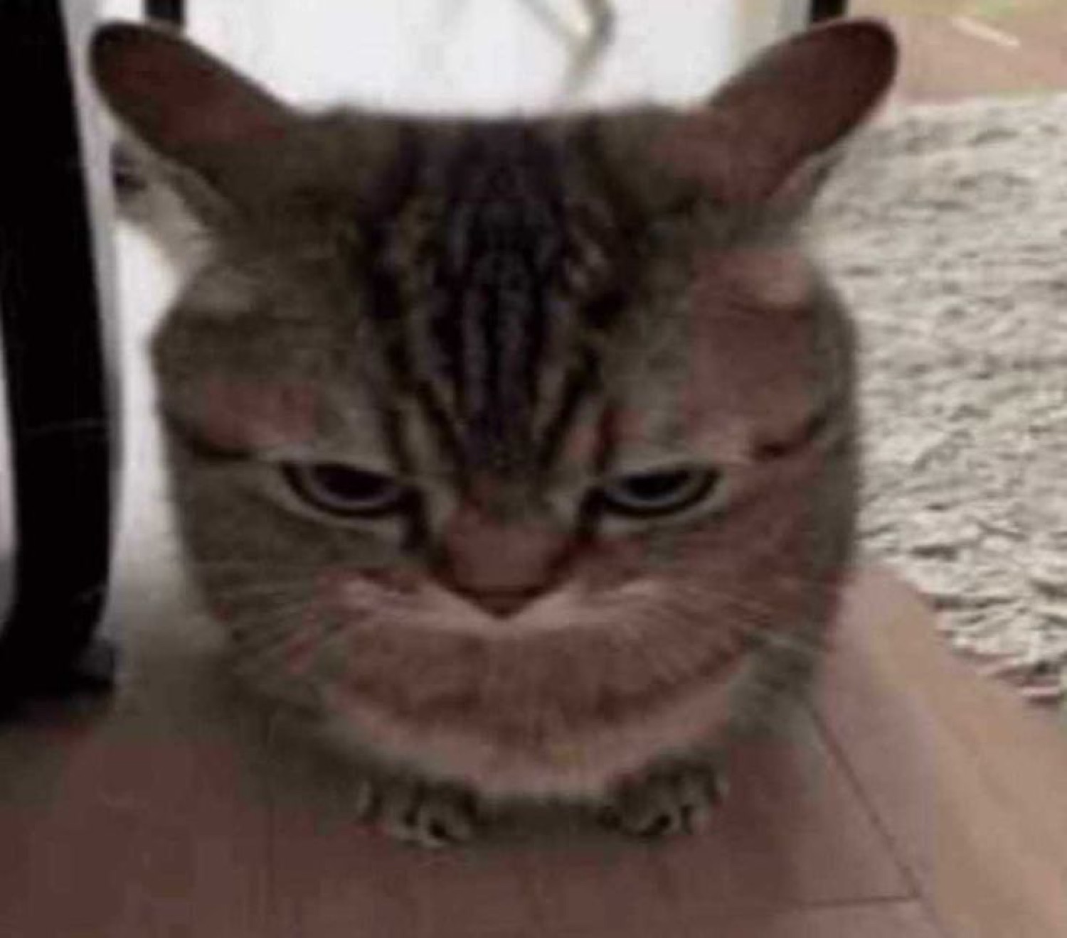 Grumpy tabby cat hunched low with a deeply annoyed, glaring frown