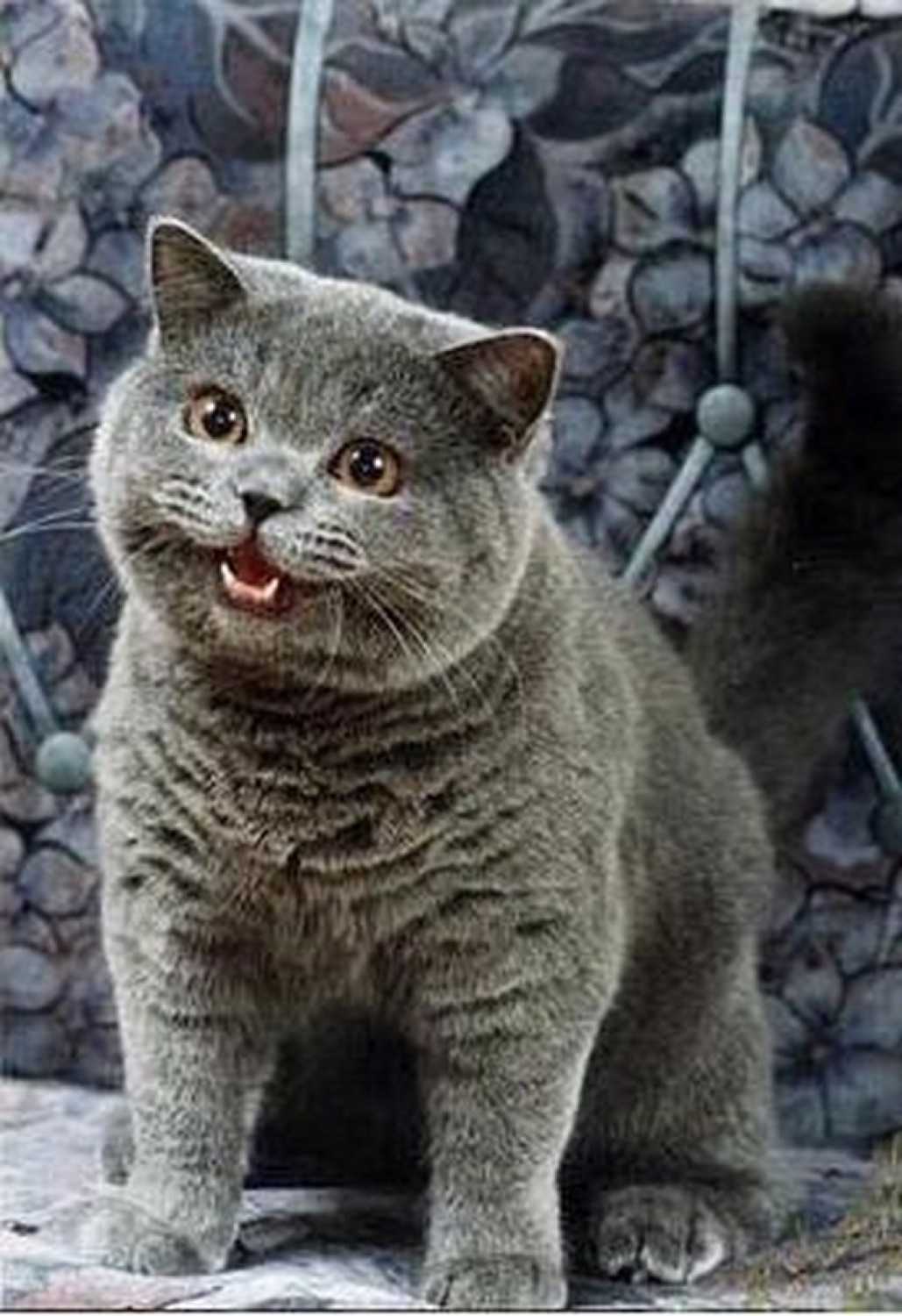 Fluffy grey British Shorthair cat sitting up with wide eyes and an open little grin