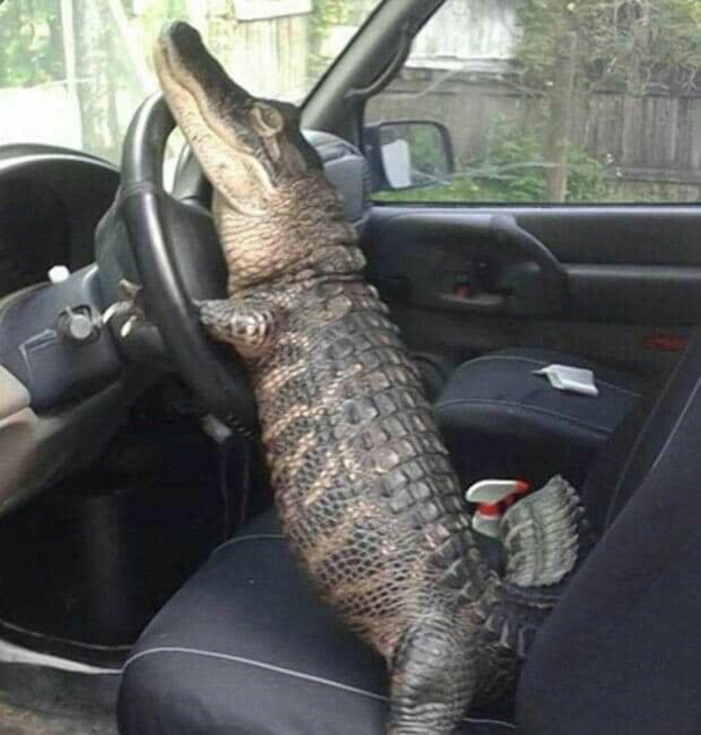 Alligator sitting in the driver's seat gripping the steering wheel