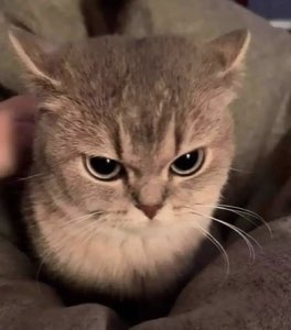 Grumpy tan cat glaring up with a deeply annoyed, unimpressed frown