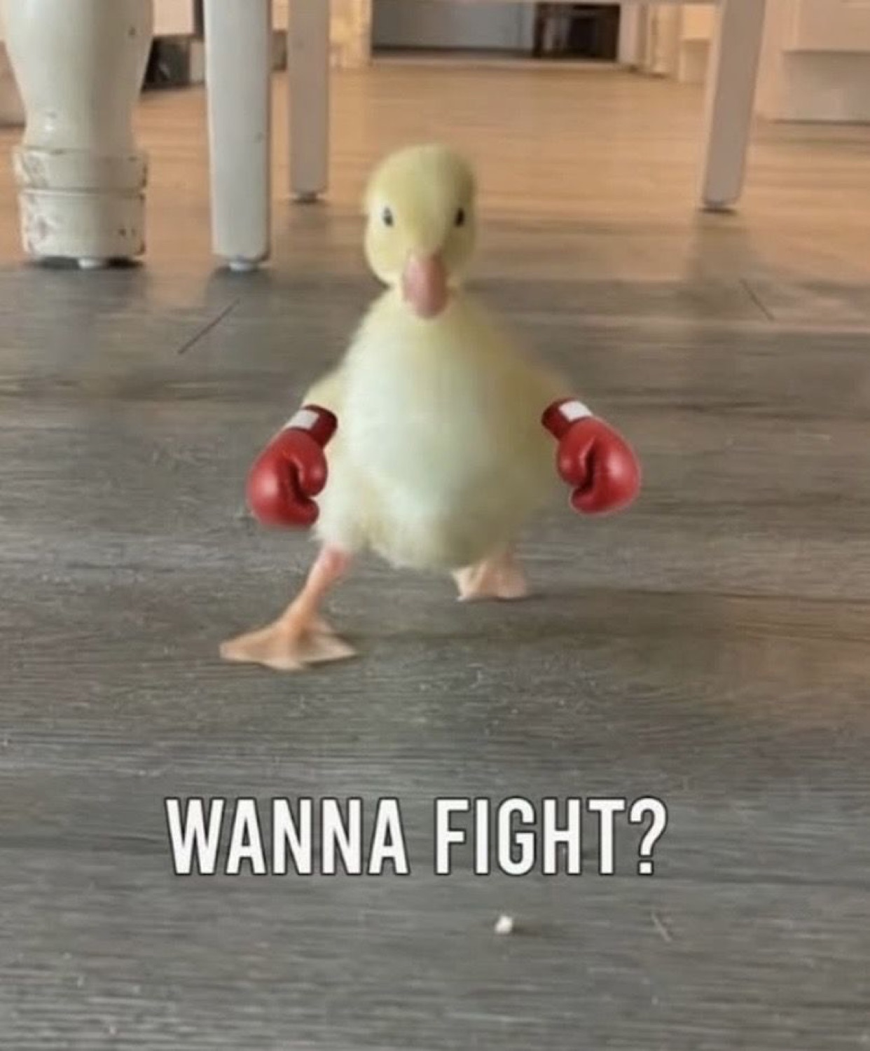 Fluffy duckling wearing tiny red boxing gloves captioned 'WANNA FIGHT?'