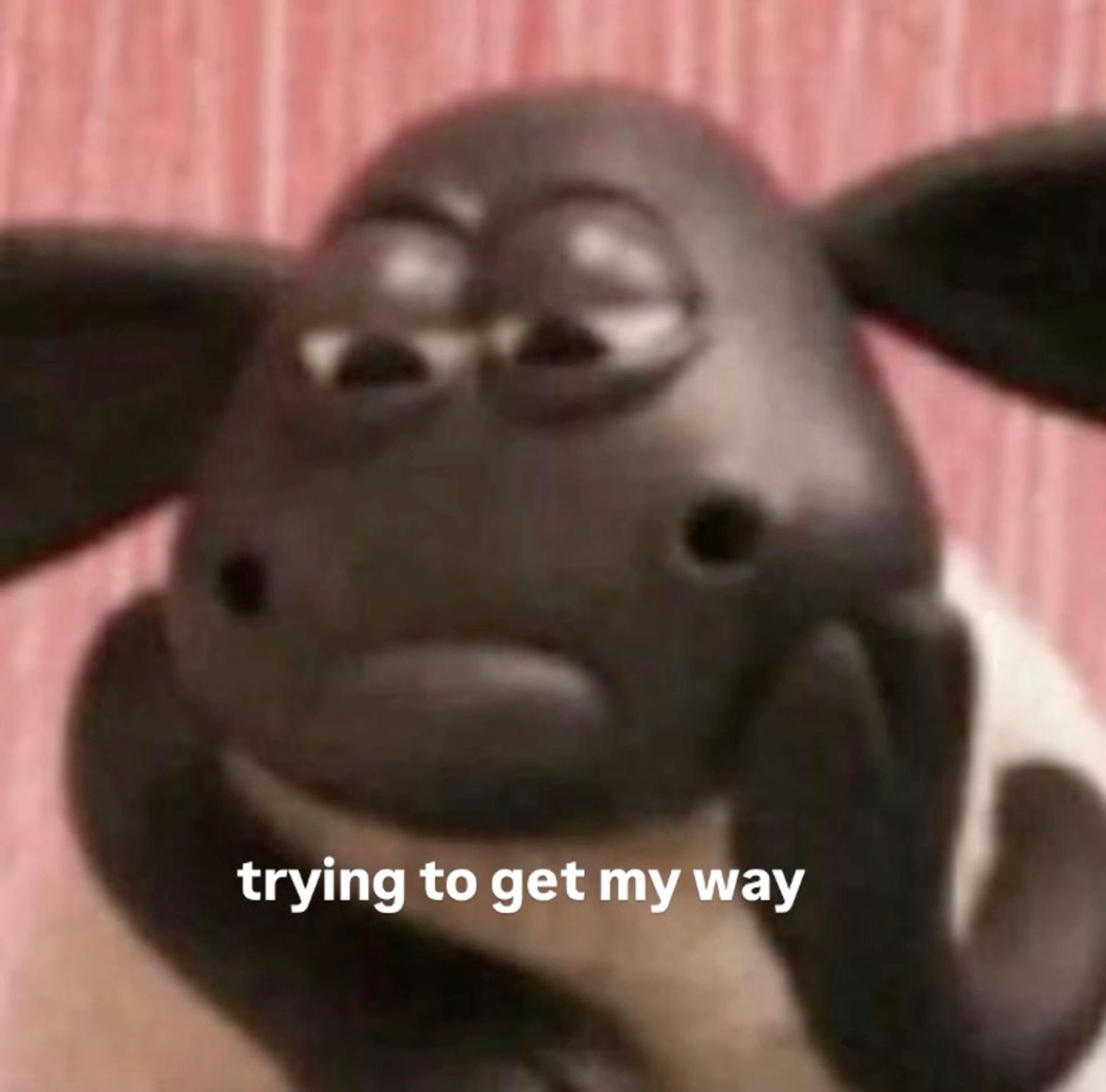Shaun the Sheep with a smug look: 'trying to get my way'