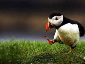 Puffin strutting across the grass with one foot raised like it owns the place