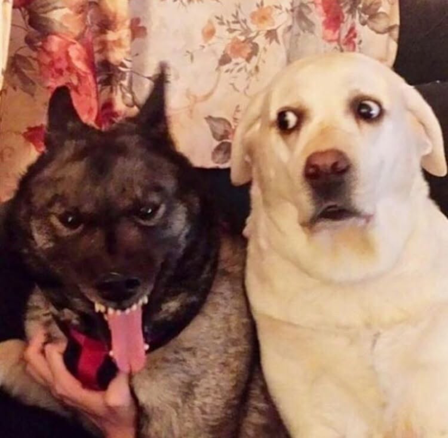 Two dogs on a couch, one snarling and one with a wide-eyed panicked stare
