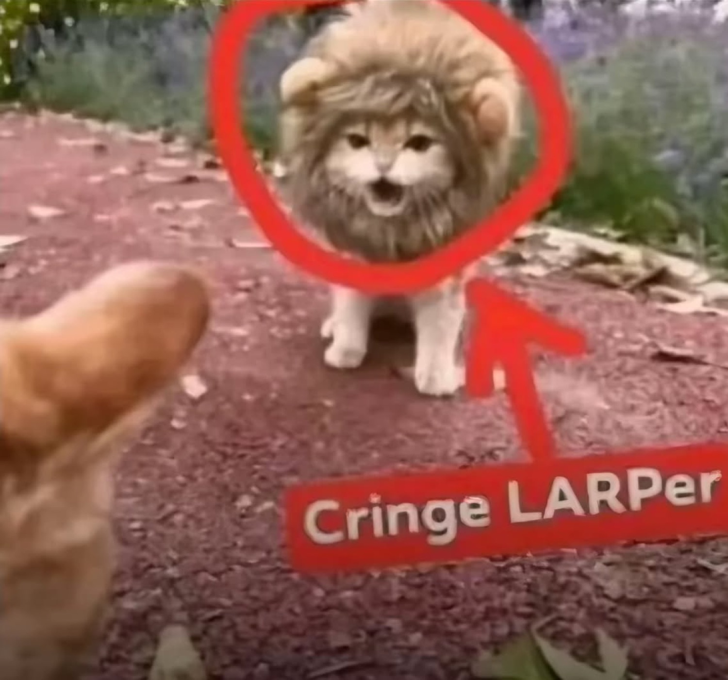 Cat in a lion-mane costume circled in red: 'Cringe LARPer'