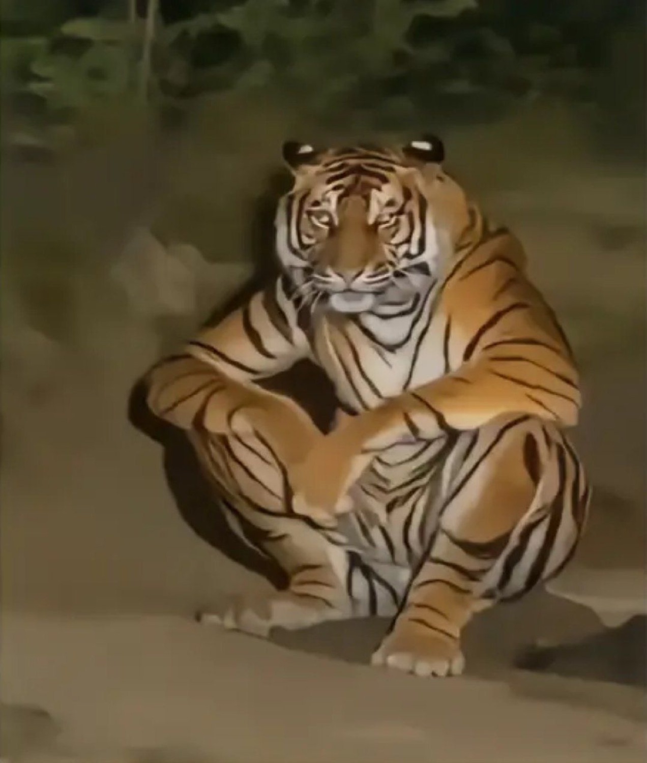 Tiger crouched on its haunches at night looking tired and defeated