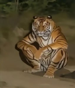 Tiger crouched on its haunches at night looking tired and defeated