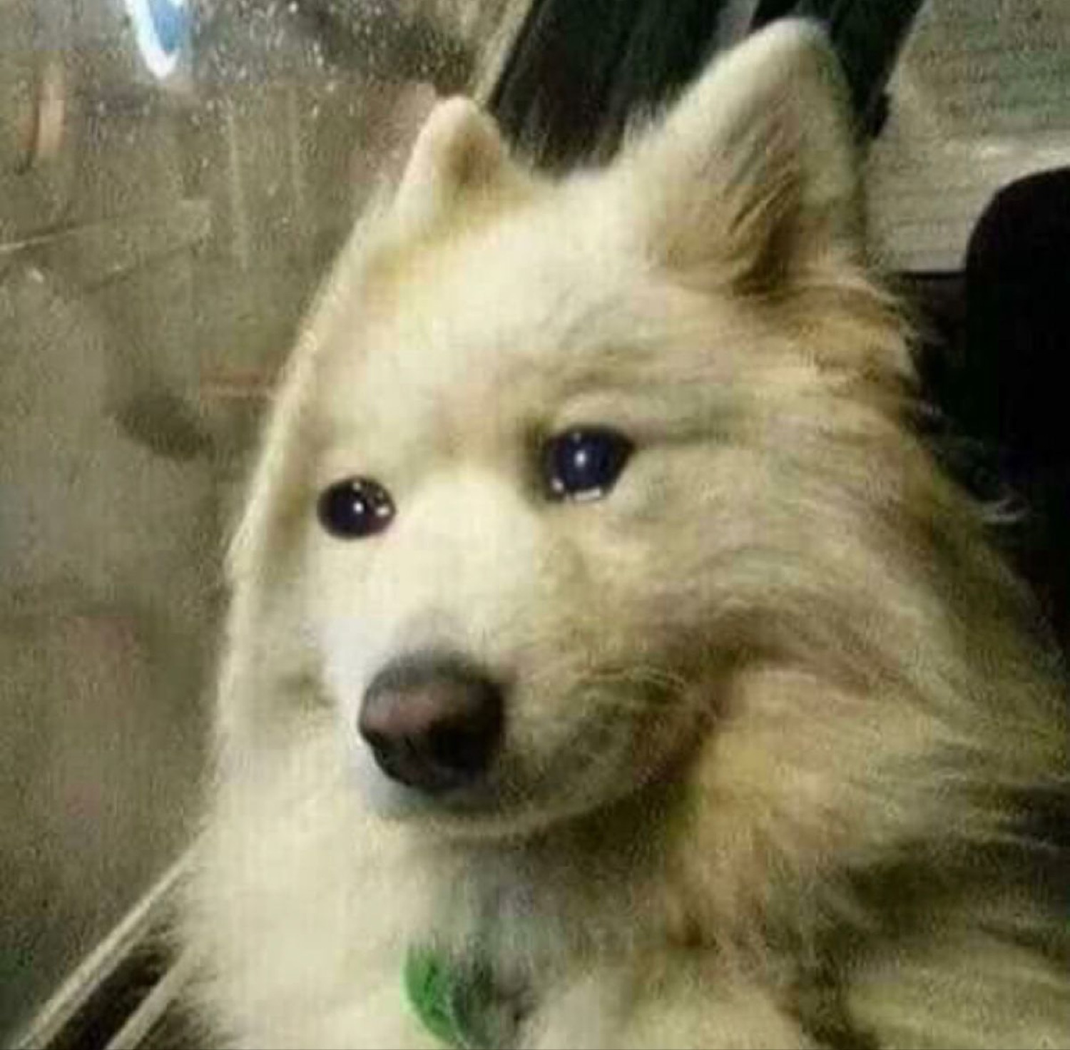 Fluffy Samoyed pressed against glass with shiny, soulful eyes looking utterly heartbroken