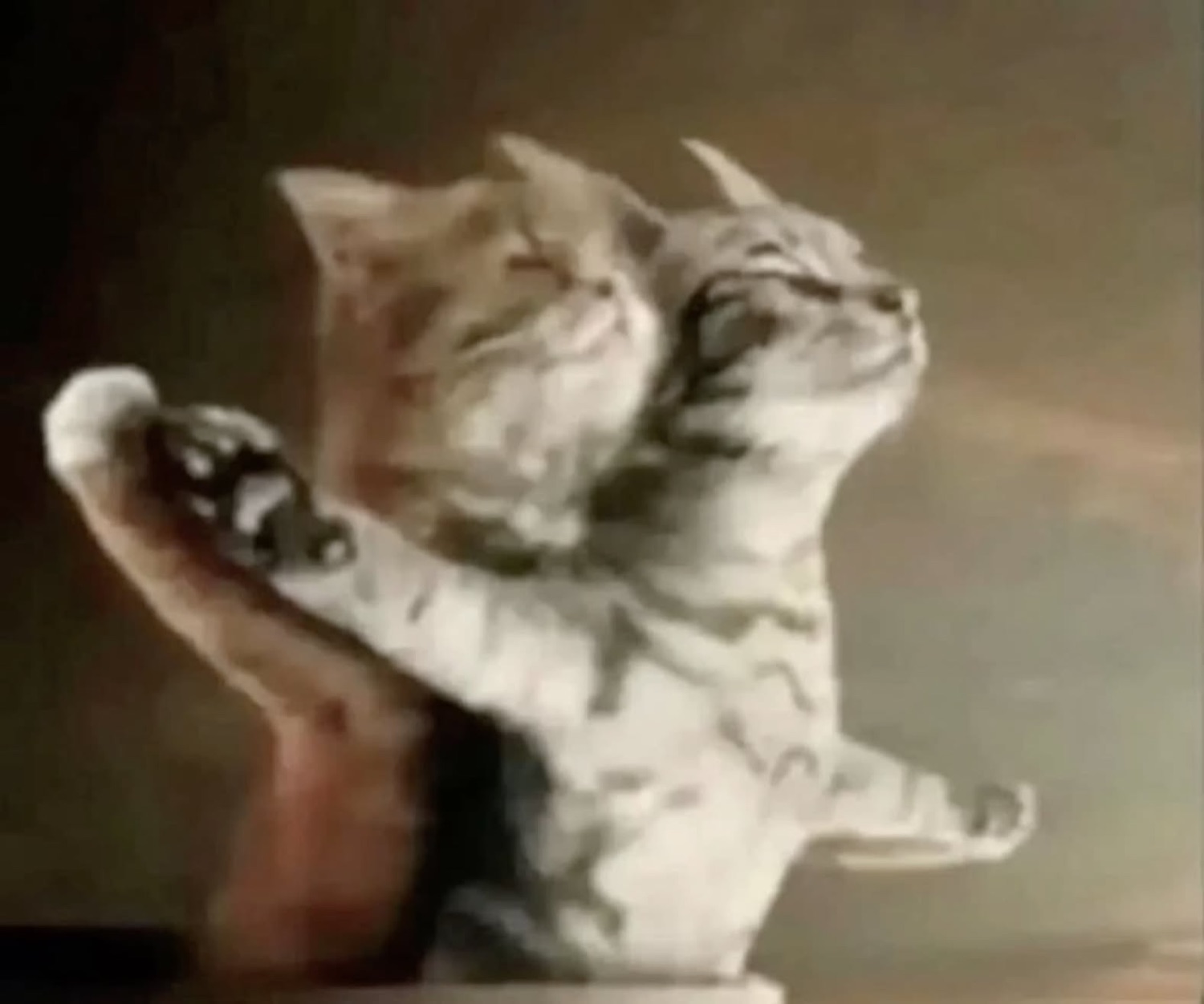 Two kittens standing up and embracing like they're slow dancing