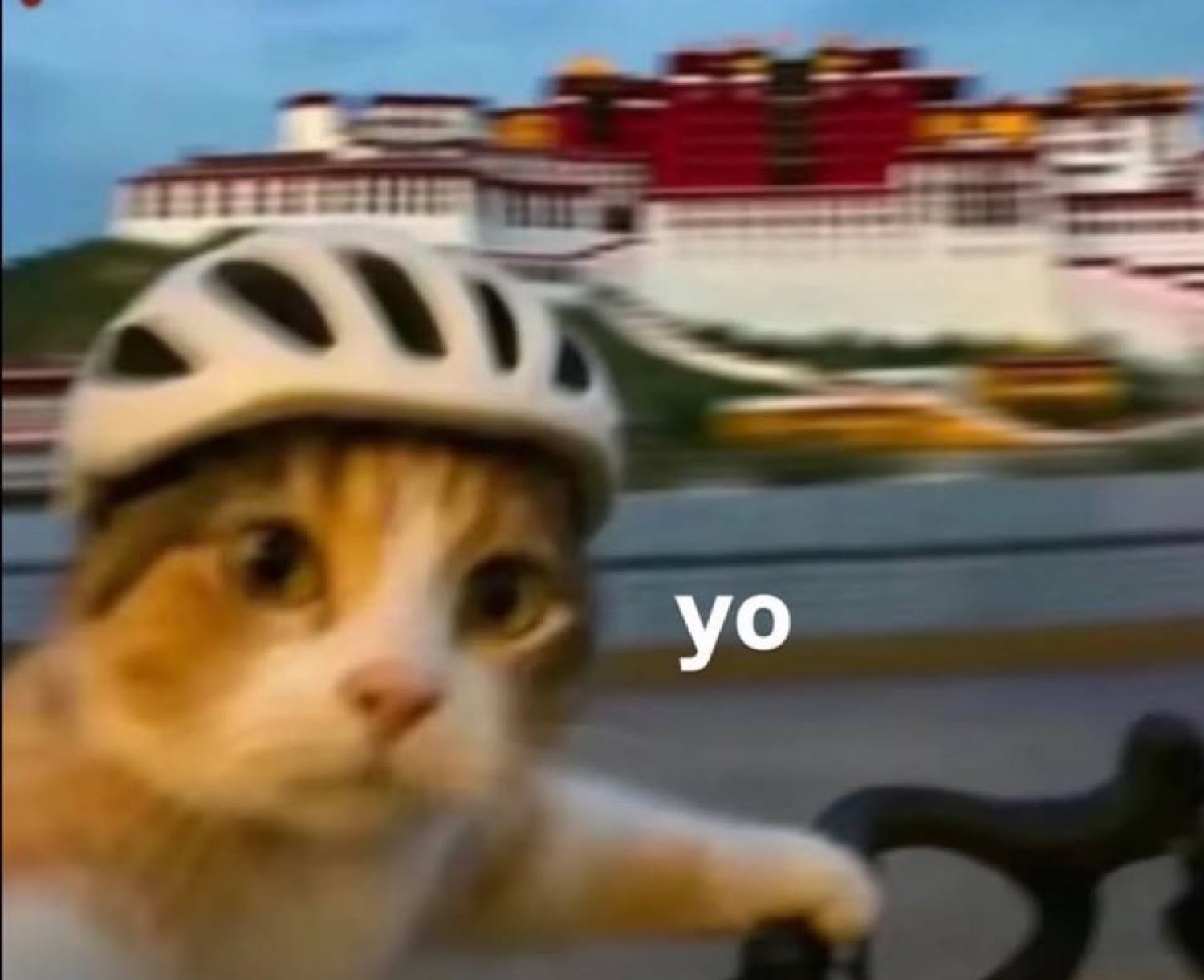Cat in a bike helmet saying 'yo' as it rides past