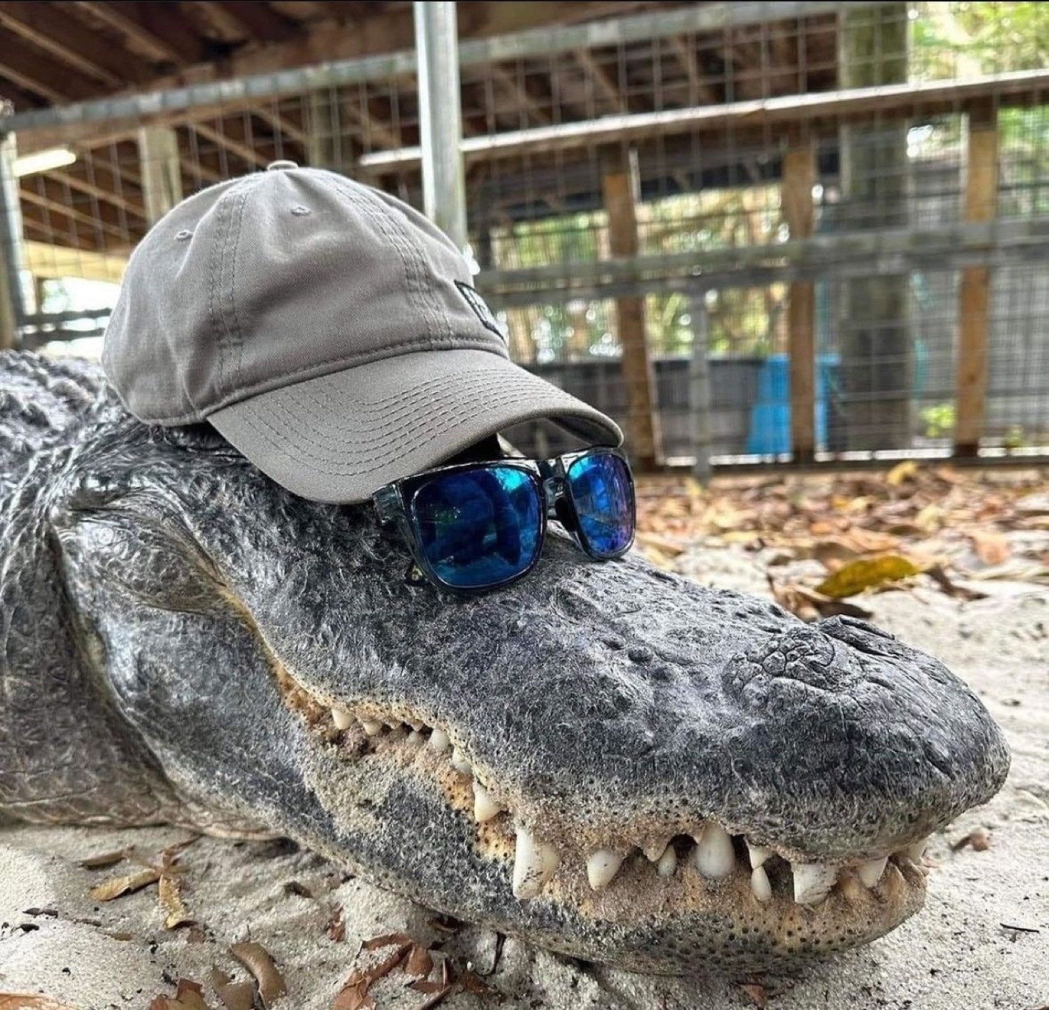 Alligator wearing a gray baseball cap and blue sunglasses, chilling in the sand