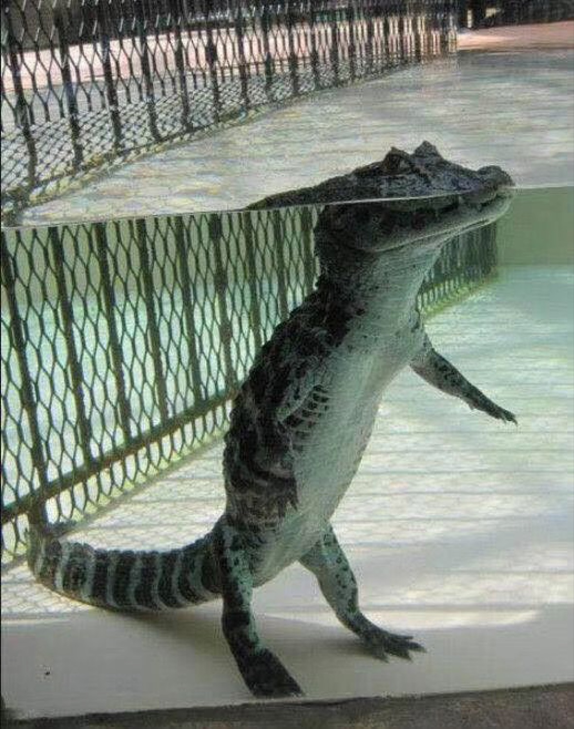 Alligator standing straight up against a pool fence