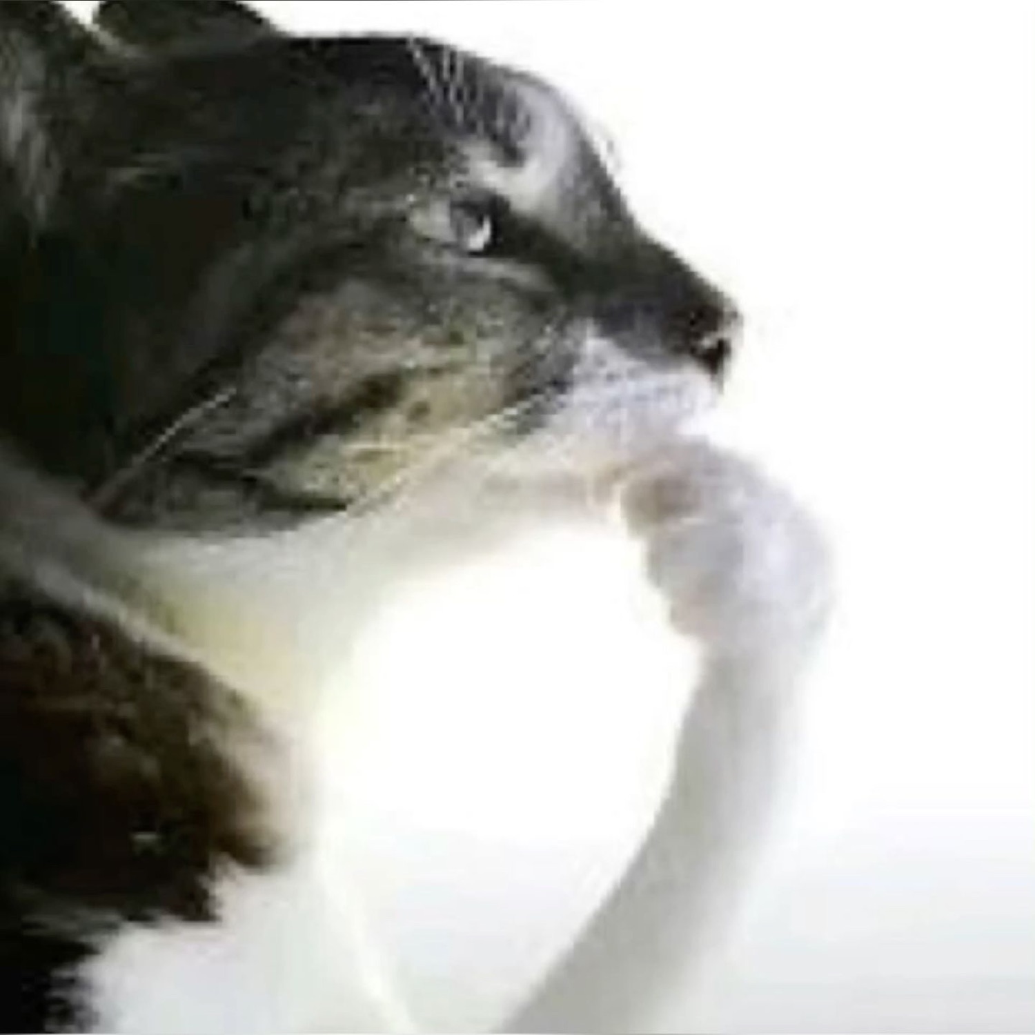 Cat in profile resting a paw to its chin like it's deep in scheming thought