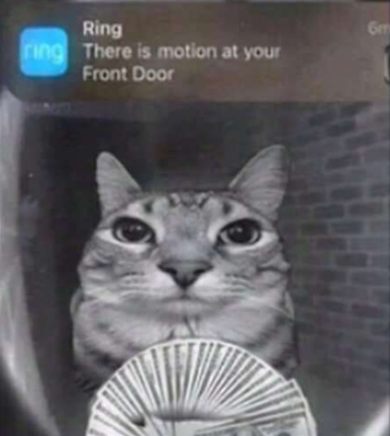 Ring notification 'There is motion at your Front Door' over a cat holding a fan of cash