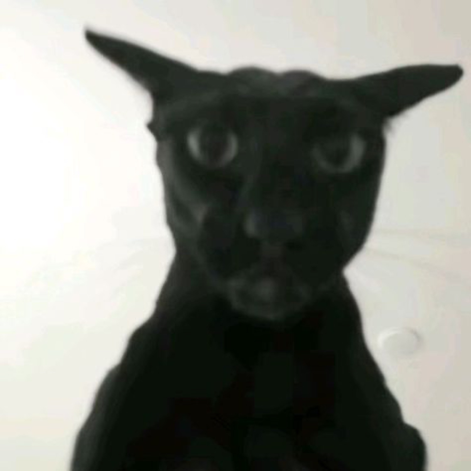 Sleek black cat looming directly at the camera with intense wide eyes