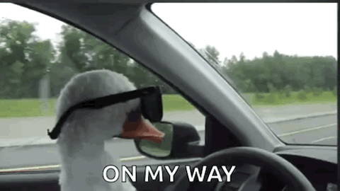 Goose in sunglasses driving a car, "On my way"