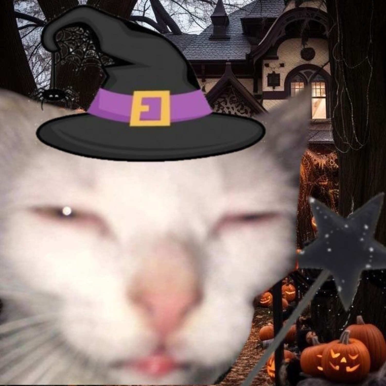 White cat in a witch hat squinting sleepily at the camera
