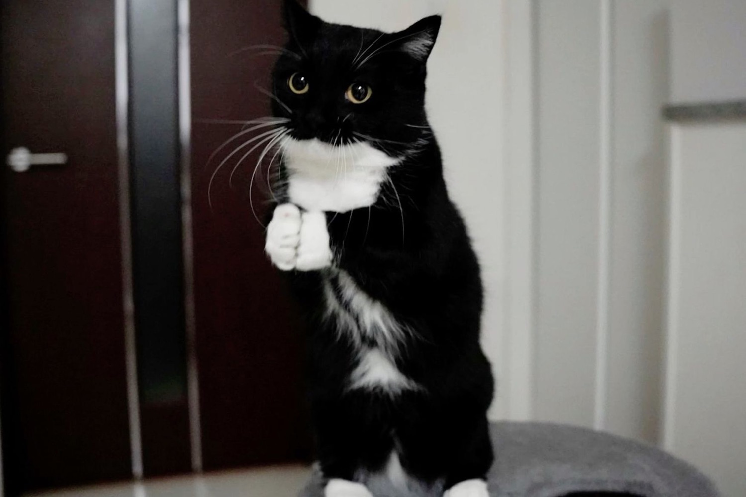 Tuxedo cat standing on its hind legs with its front paws pressed together
