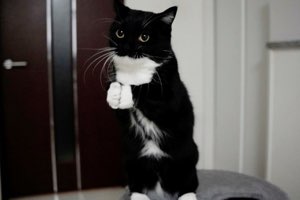 Tuxedo cat standing on its hind legs with its front paws pressed together