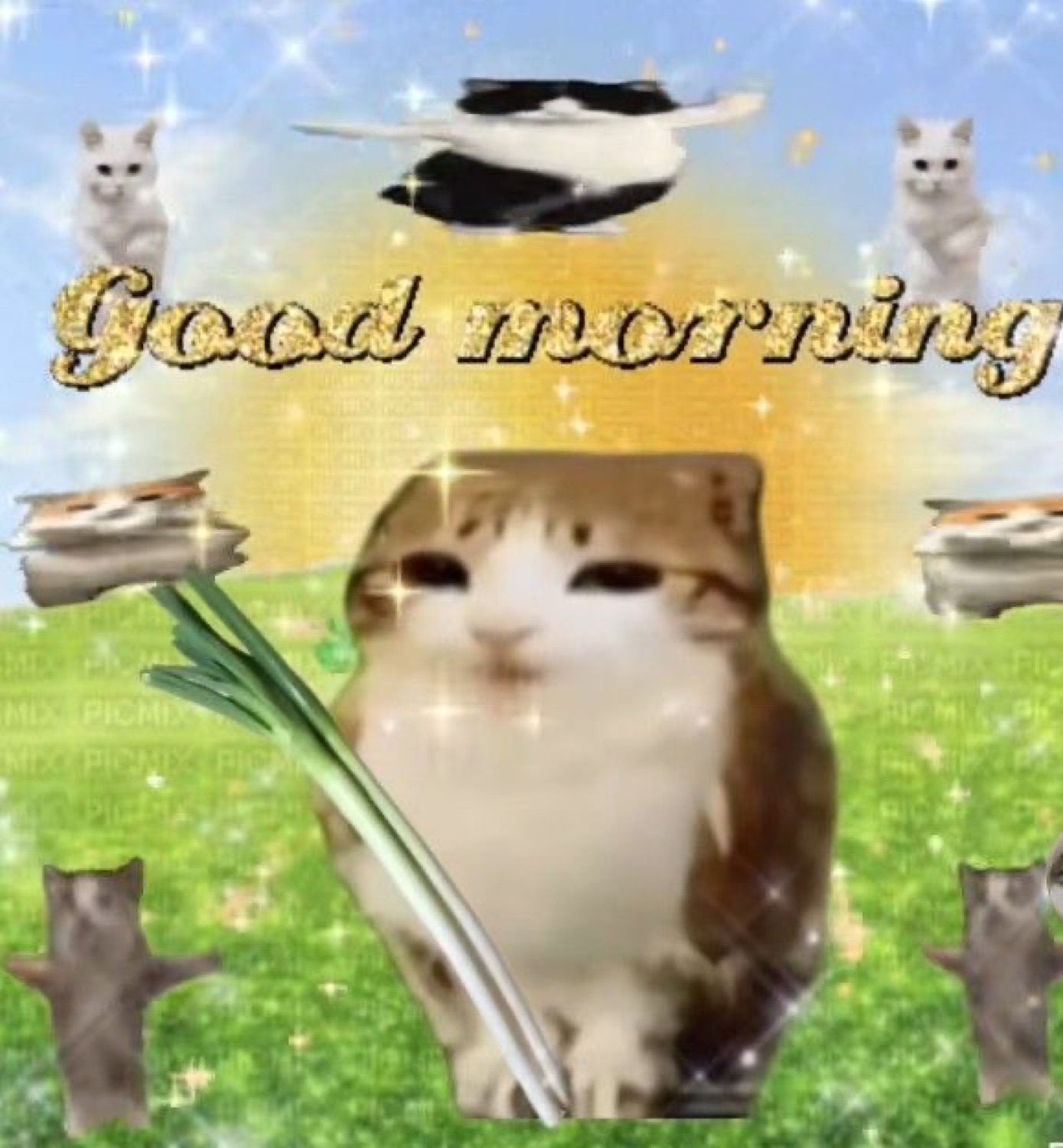 Sparkly cat collage with flowers: 'Good morning'