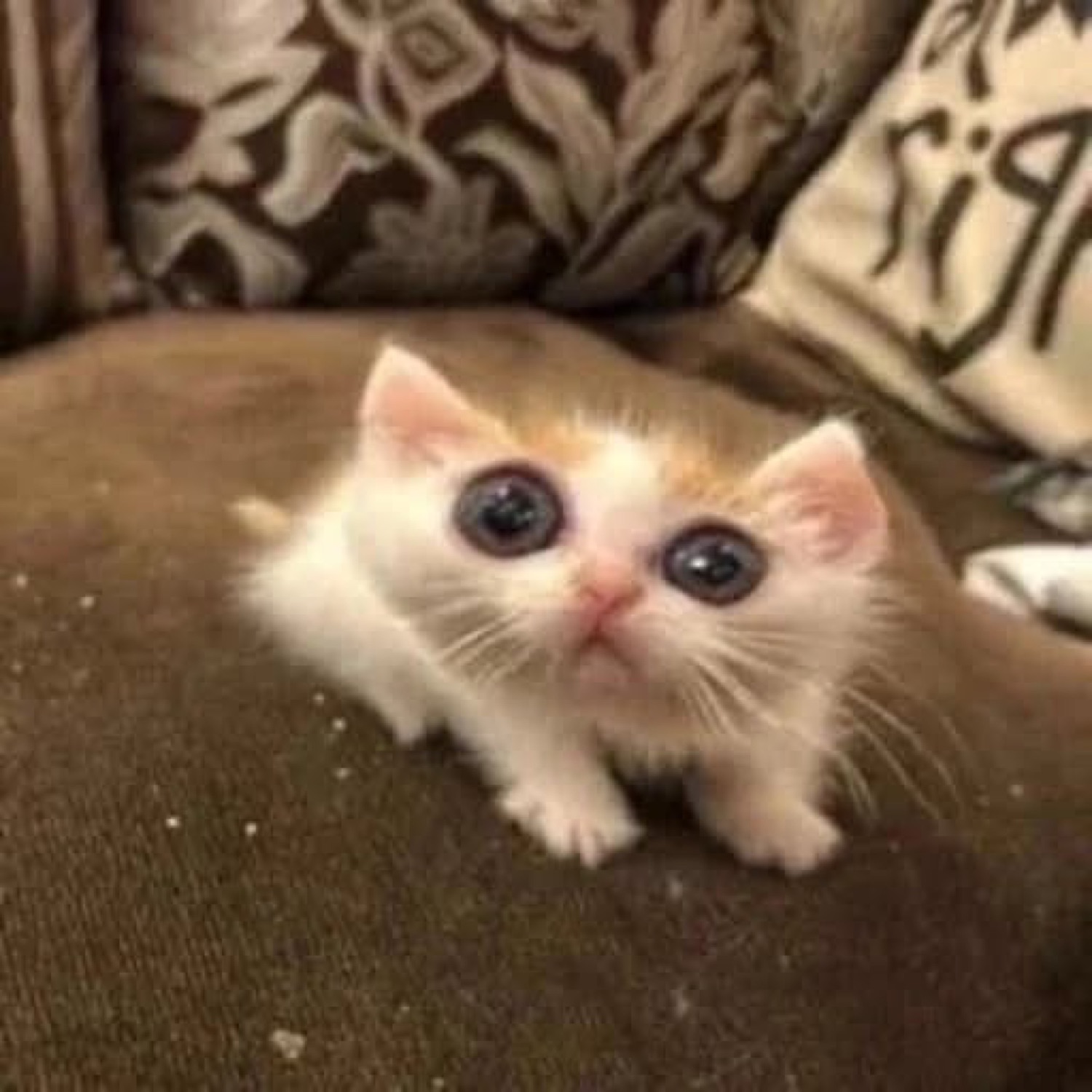 Tiny wide-eyed kitten crouched on a couch