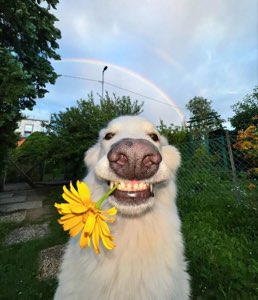 Big white fluffy dog beaming with a yellow flower in its mouth under a rainbow