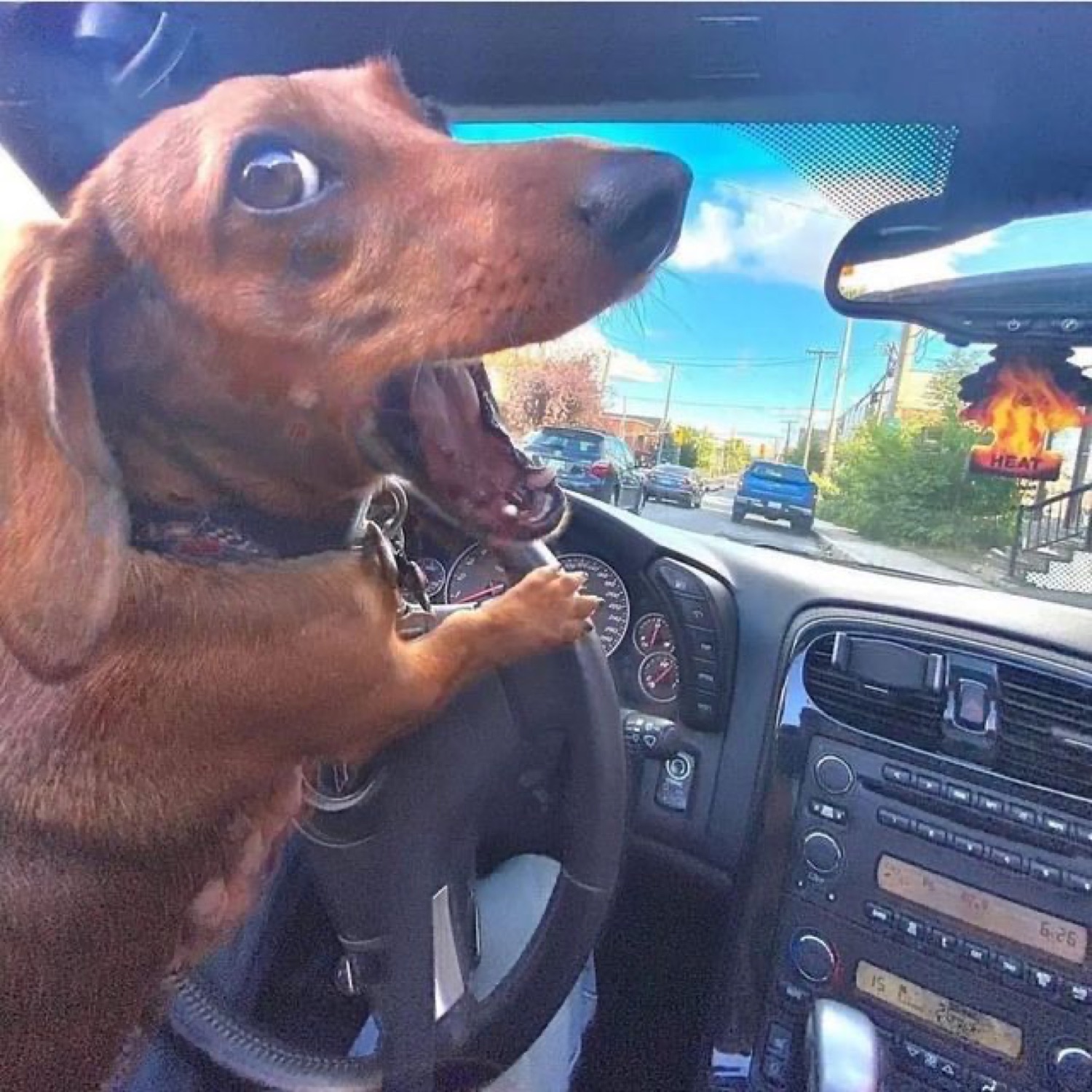 Dachshund at the wheel screaming as a fire burns ahead