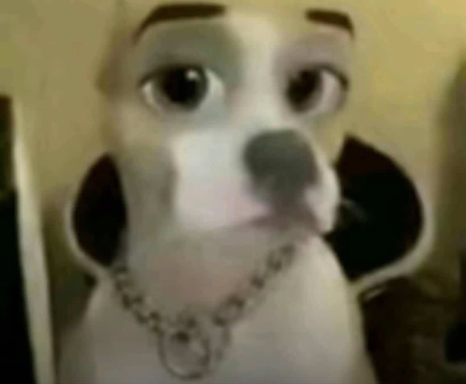 Dog with a chain and human-like eyebrows giving a warped, awkward look