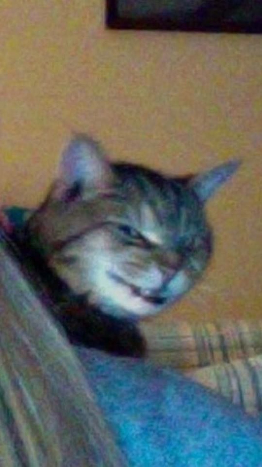 Tabby cat resting its chin on the couch arm with one eye barely open and maximum judgment