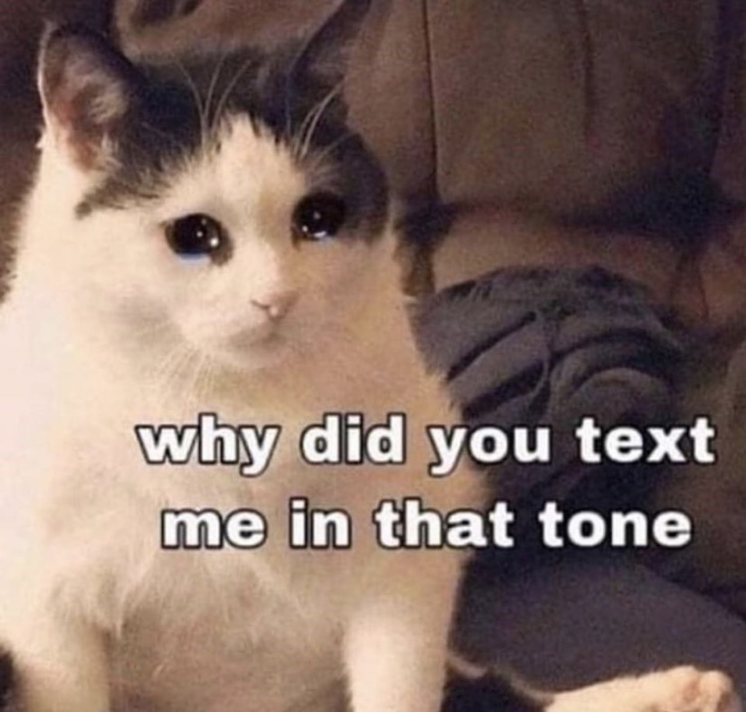 Teary-eyed white-and-grey cat captioned 'why did you text me in that tone'