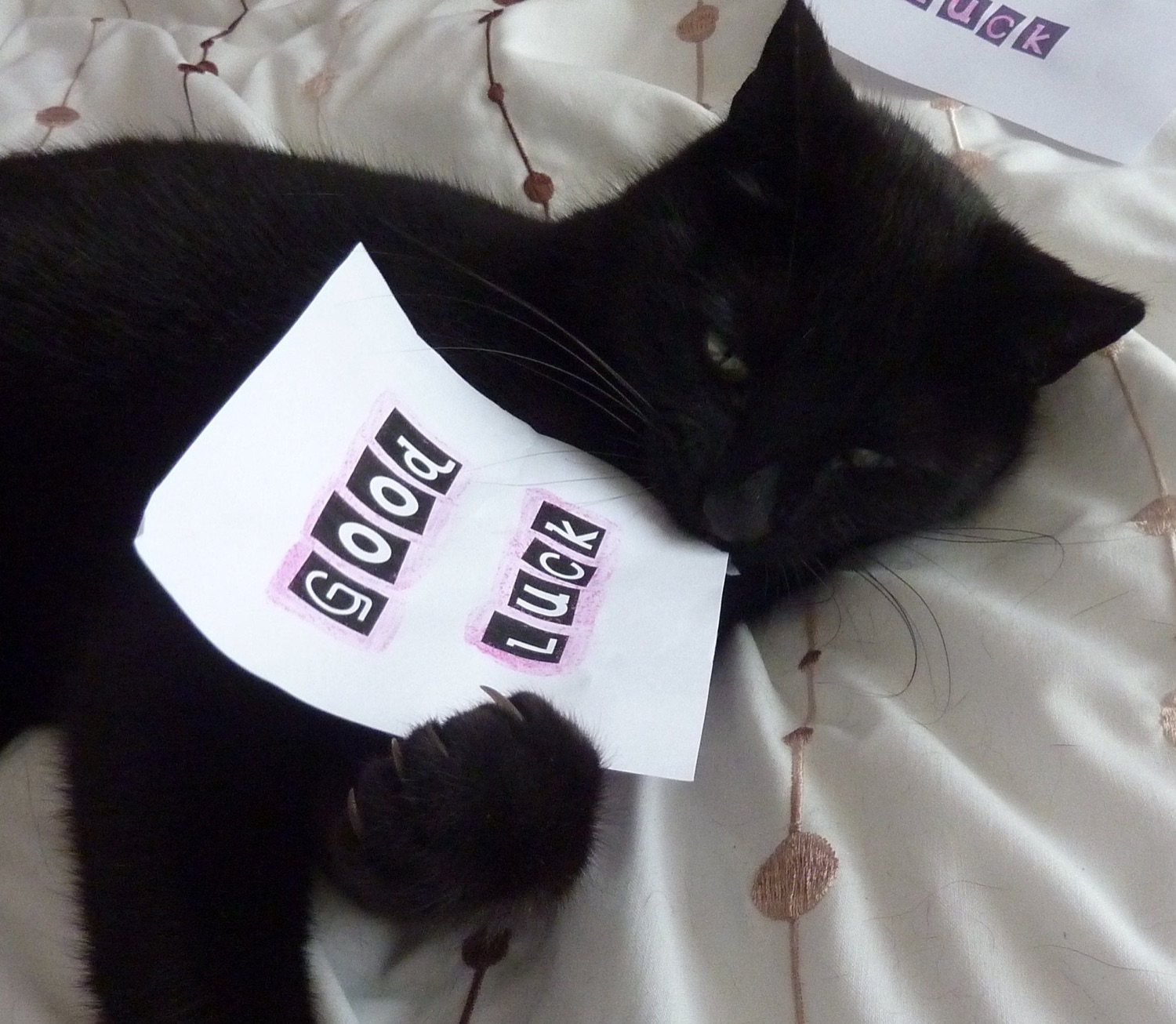 Black cat lying on a sheet of paper that says 'Good luck'