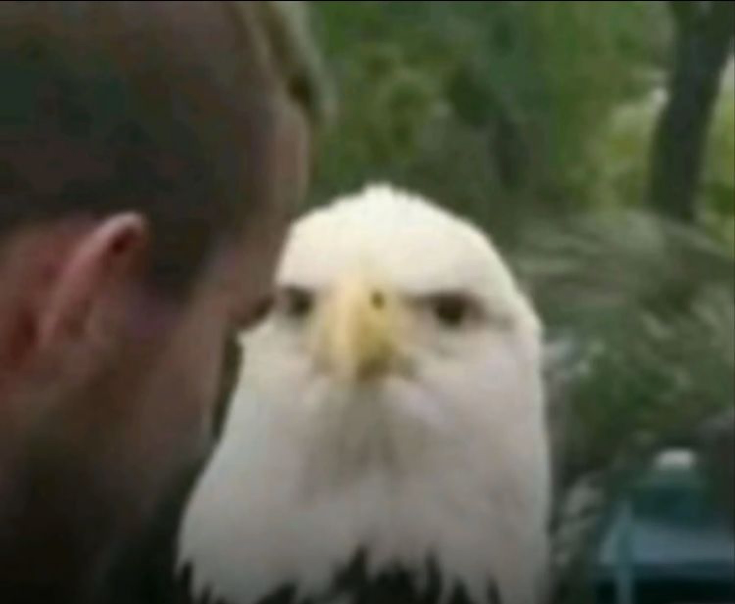 A bald eagle staring dead into the camera next to a man's head, looking deeply unimpressed