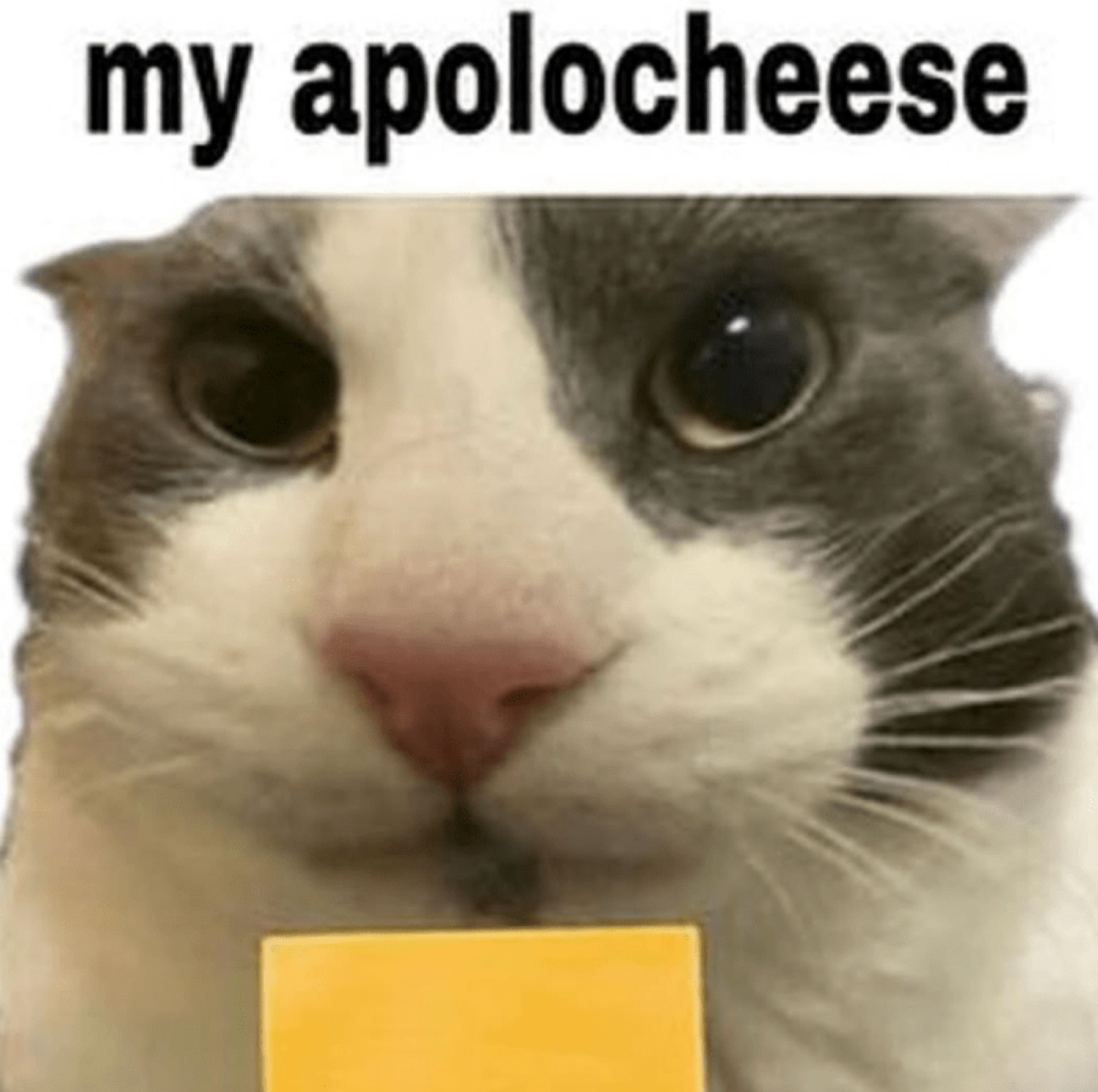 Cat with a slice of cheese captioned 'my apolocheese' wearing a flat apologetic look