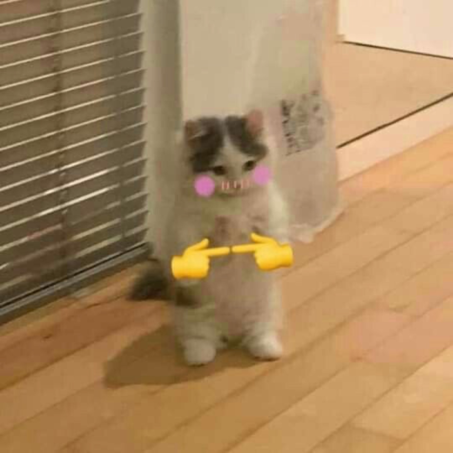 Tiny kitten with drawn-on blush and middle-finger emojis looking furious