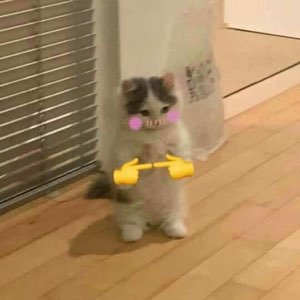 Tiny kitten with drawn-on blush and middle-finger emojis looking furious