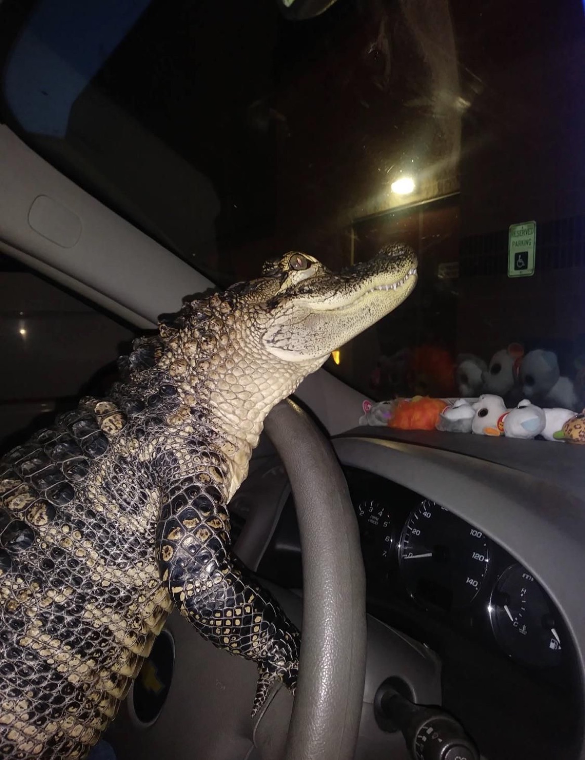 Alligator behind the wheel of a car at night, ready to drive off