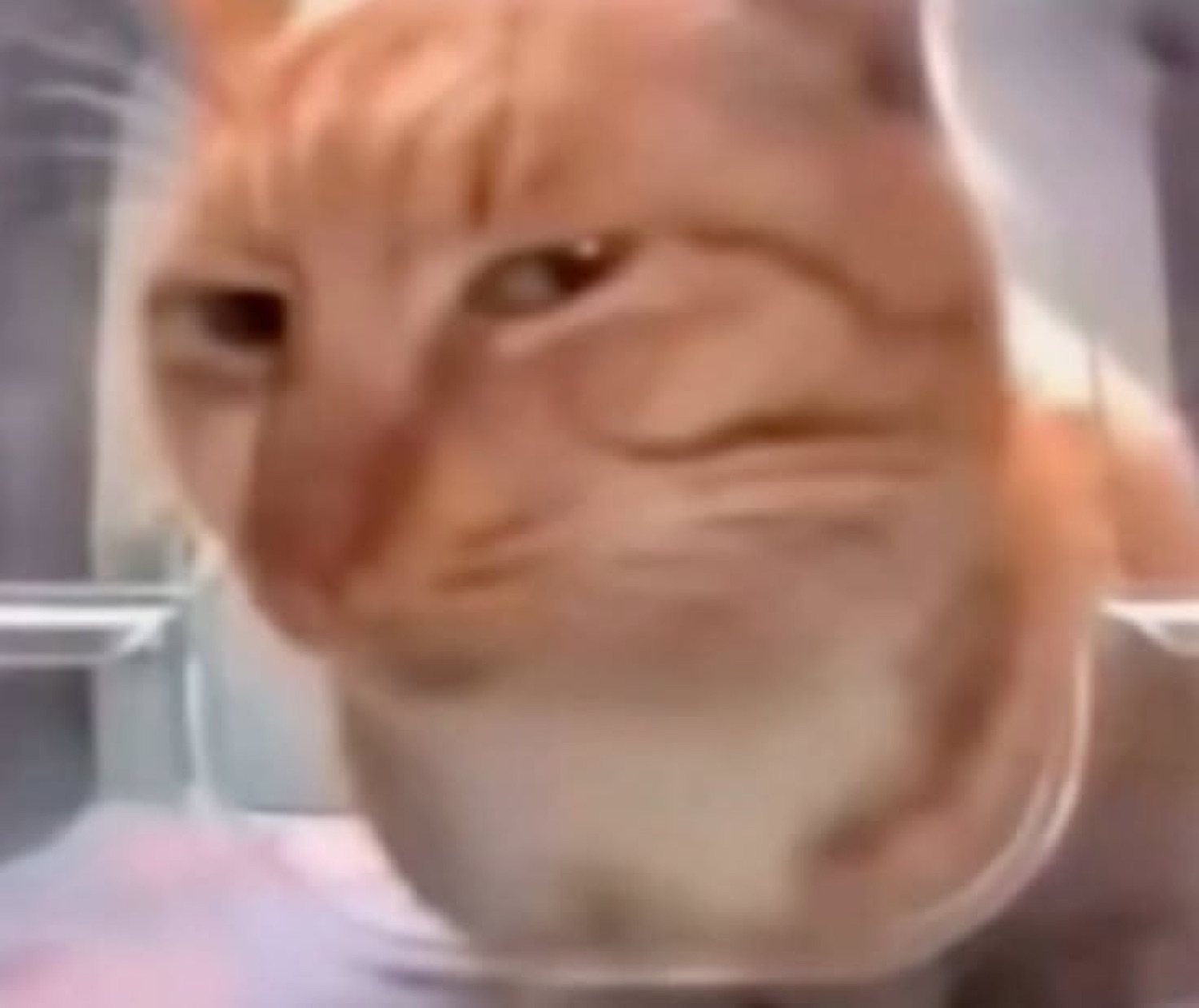 Orange cat leaning into the camera with a sly, up-to-something smirk